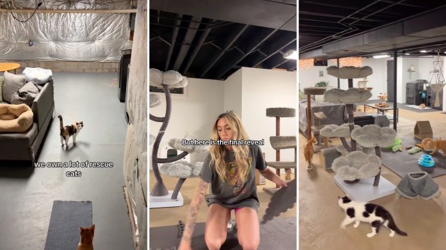 A home cat sanctuary.