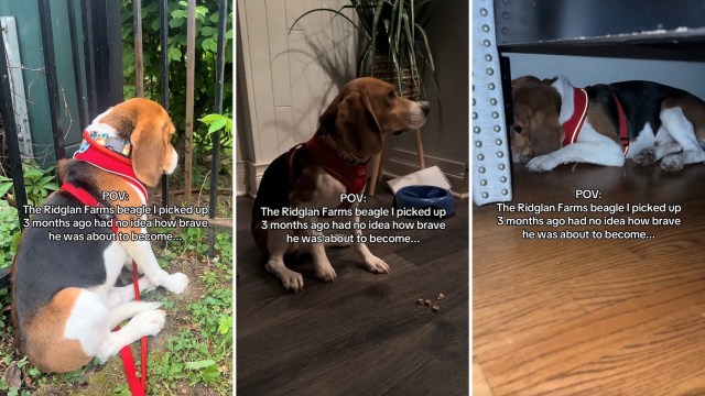 A dejected rescue beagle.