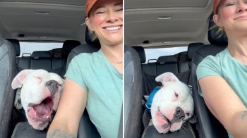 Rescue dog Petey vocalizing in the car next to his owner.