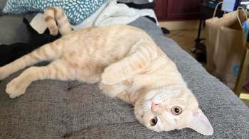 An orange tabby cat is lying on a gray couch with its paws tucked under its body.