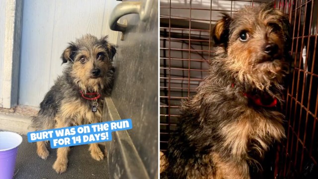 A dog with a scruffy coat sits next to a wall and inside a kennel.
