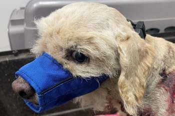 A dog wearing a blue muzzle in a veterinary setting.