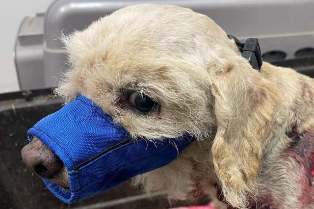 A dog wearing a blue muzzle in a veterinary setting.