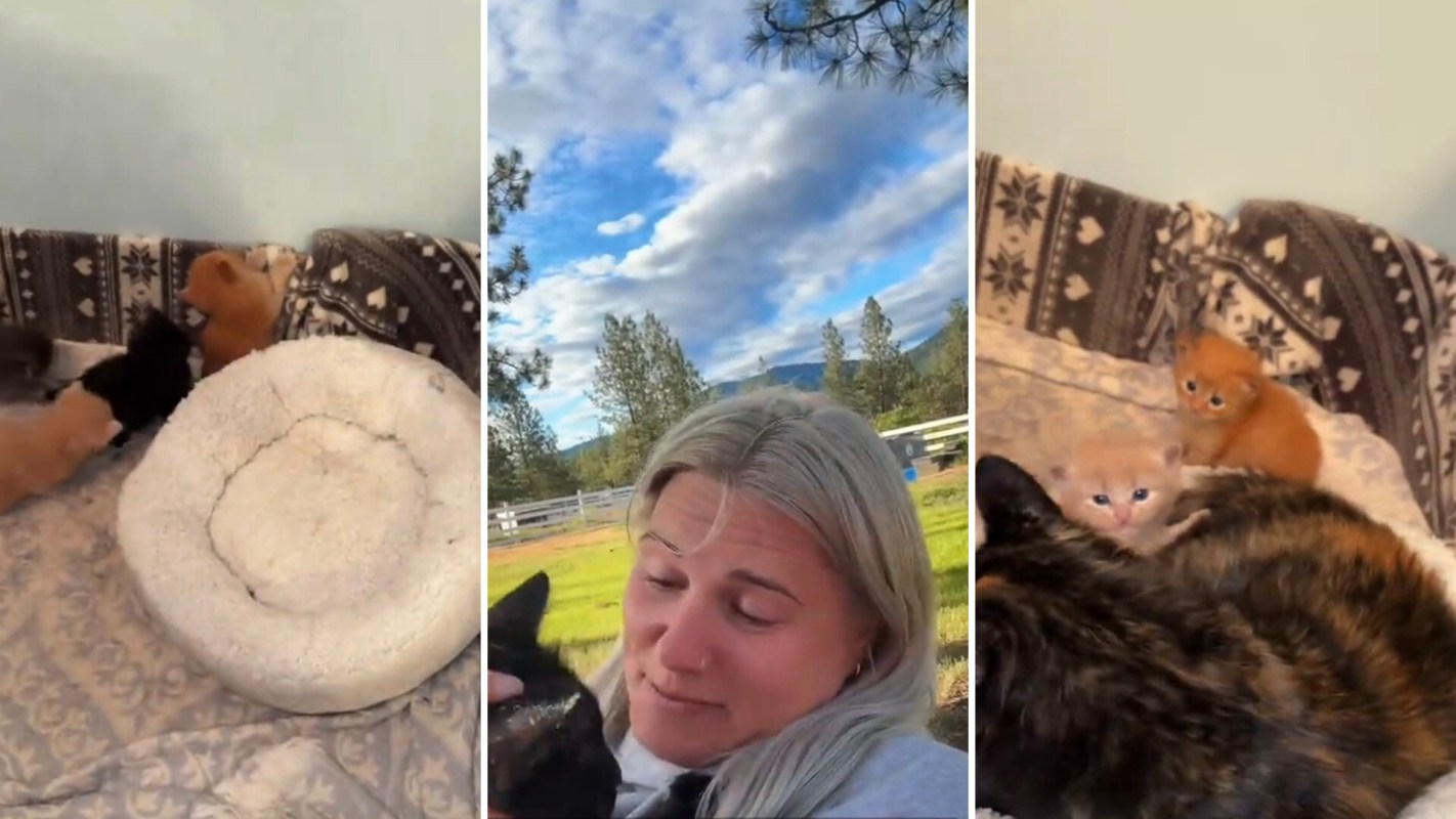 Rescue kittens and their mom.