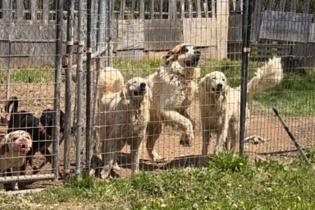 Dogs in a cage.