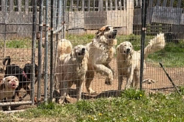 Dogs in a cage.