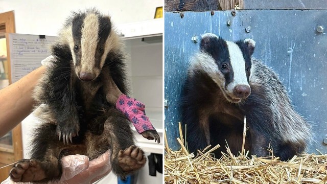 A badger being held with a paw bandaged and another badger sitting on straw in an enclosure.