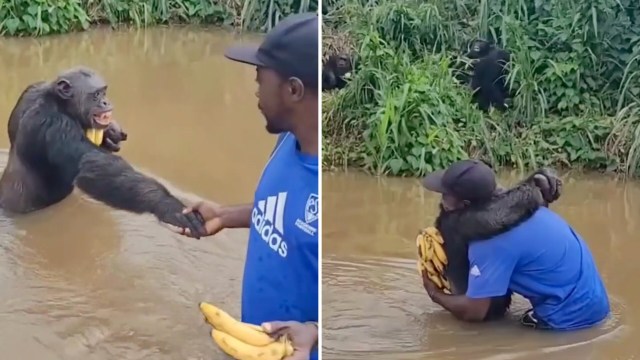 A person stands in water, holding bananas as a chimpanzee reaches out and embraces them.