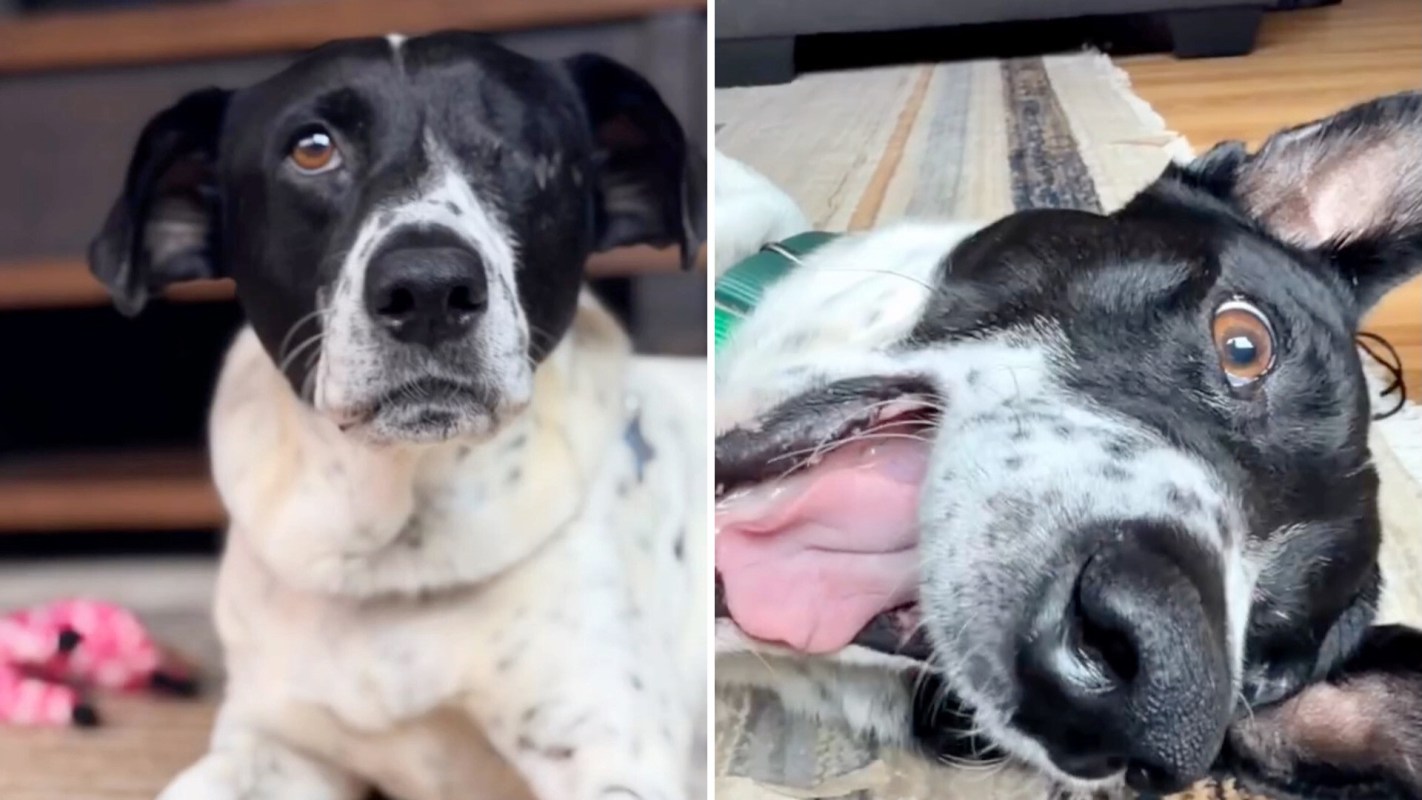 A black and white dog lying on a rug, one image showing its face and the other showing its mouth open.