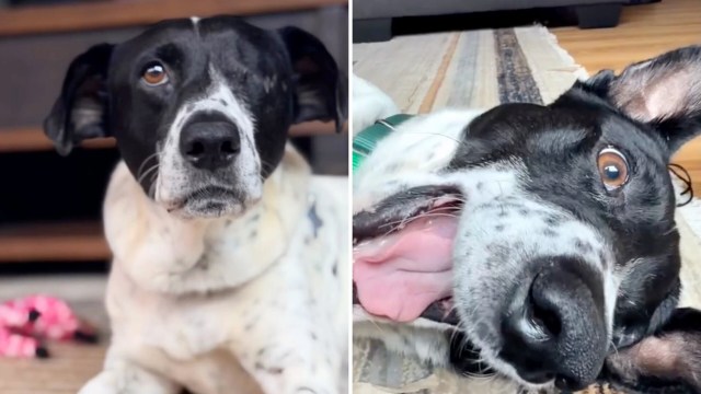 A black and white dog lying on a rug, one image showing its face and the other showing its mouth open.