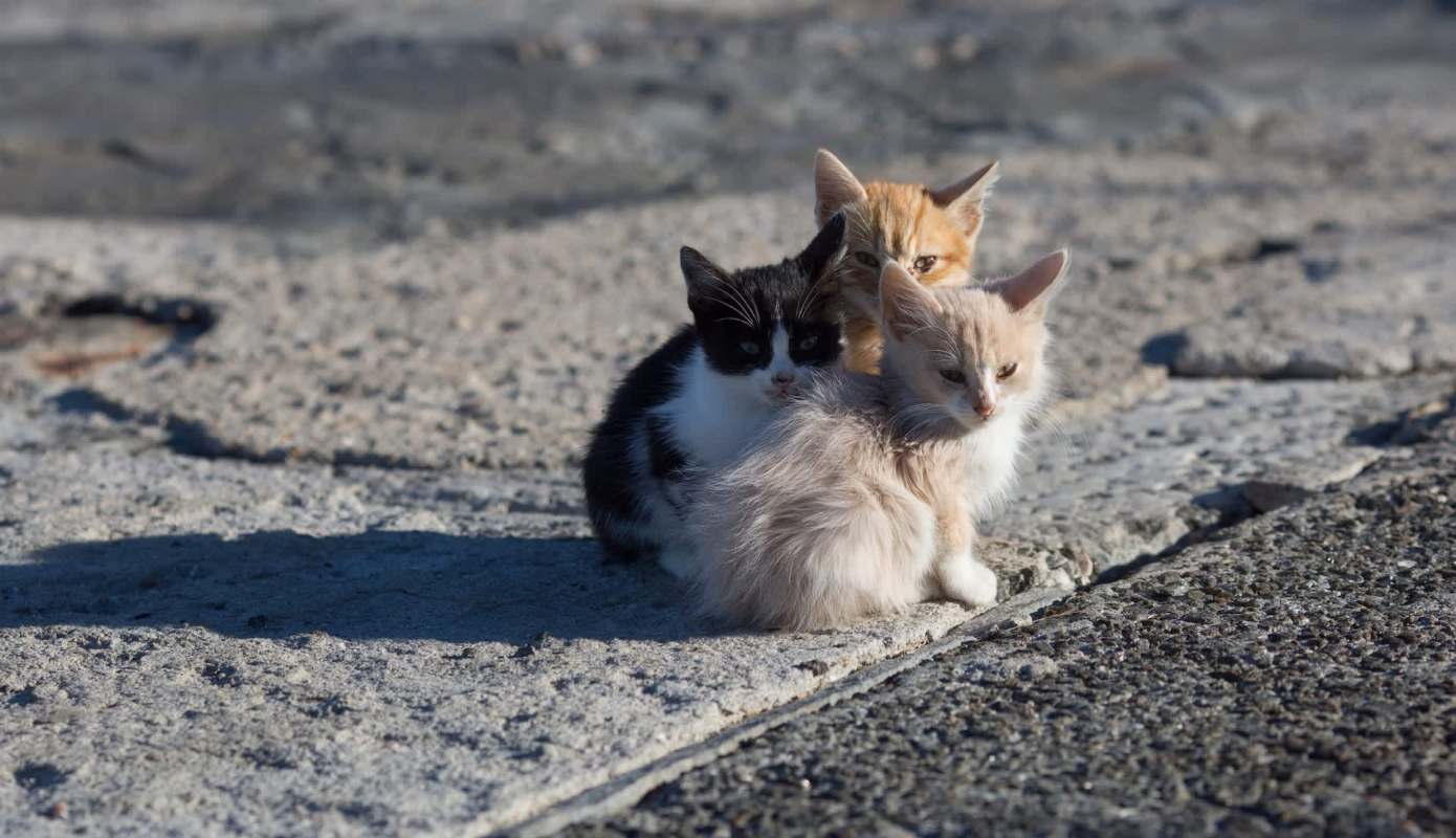 Three kittens huddled together.