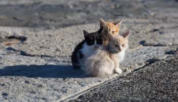 Three kittens huddled together.