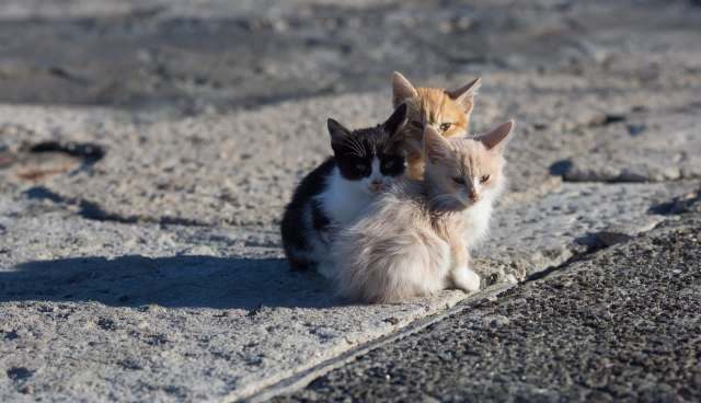 Three kittens huddled together.