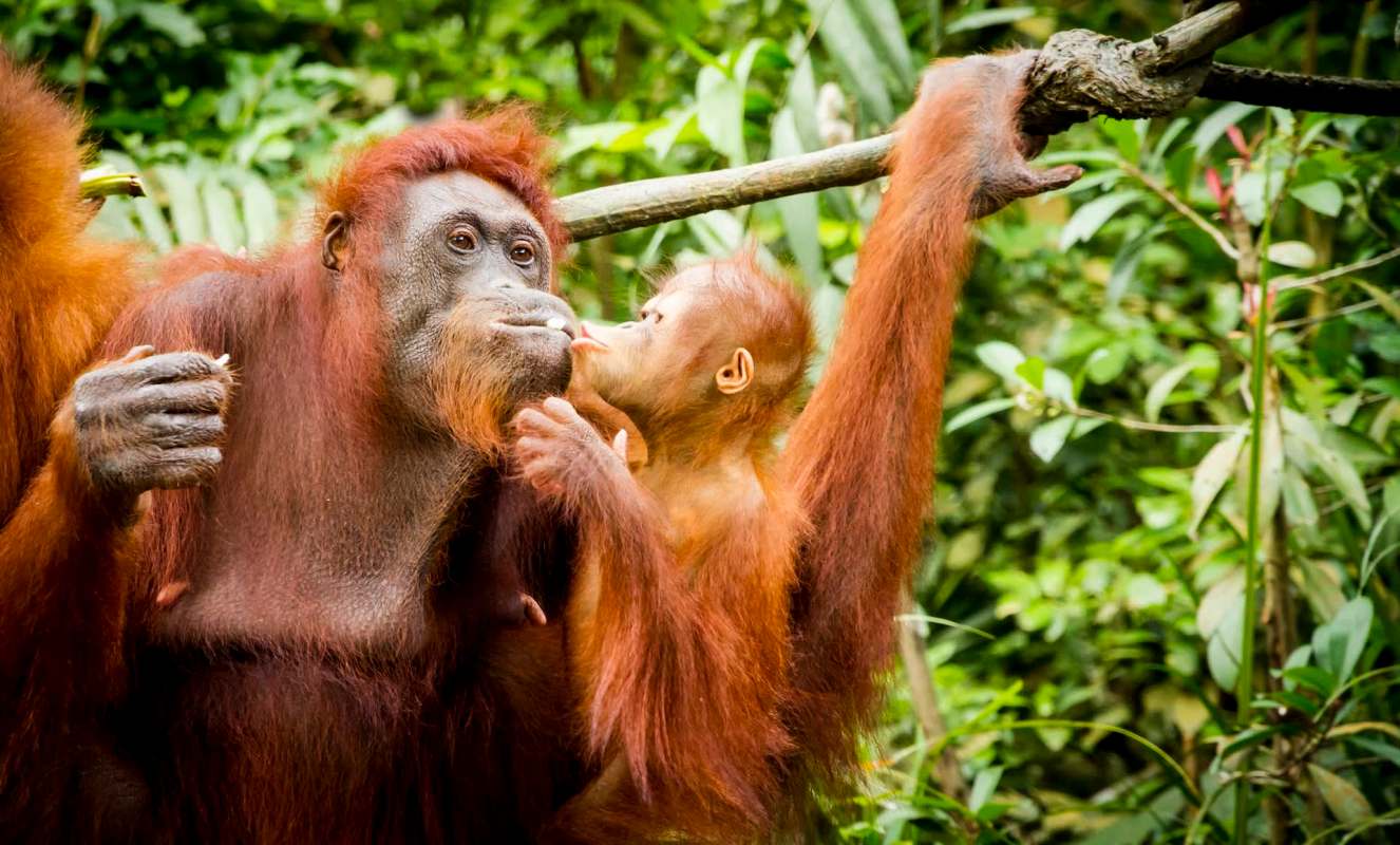 An adult orangutan and a baby orangutan interact among green foliage.