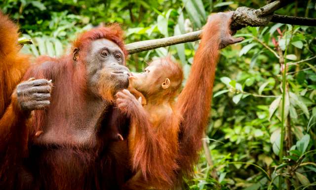 An adult orangutan and a baby orangutan interact among green foliage.