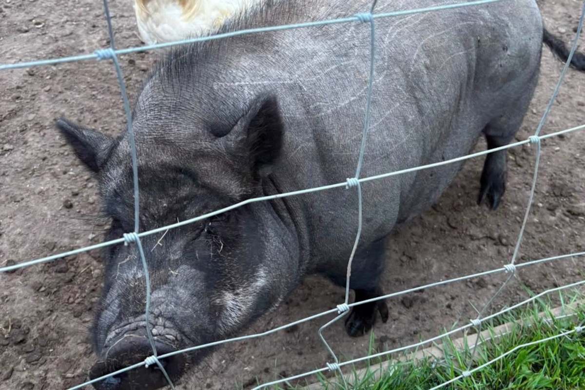A pig behind a wire fence.