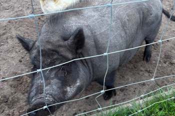 A pig behind a wire fence.
