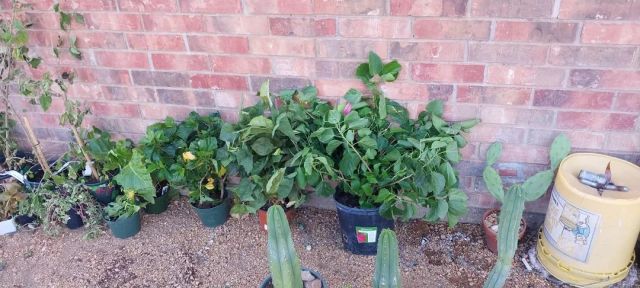 Potted plants. 