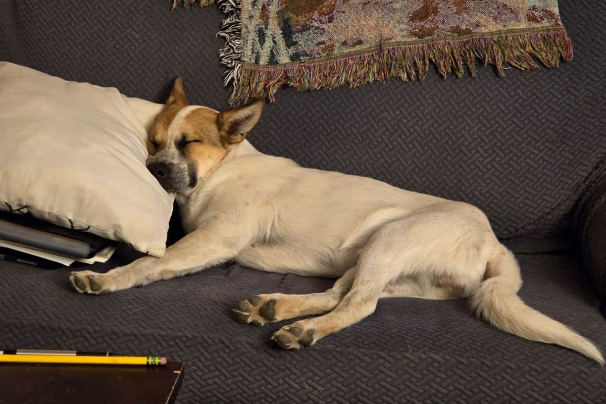 A dog lying on a couch.