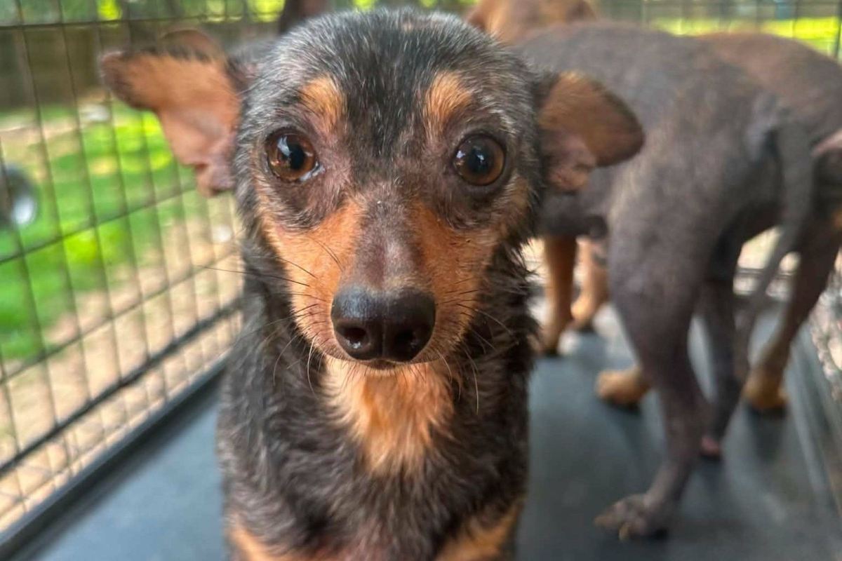 A small dog with a short coat stands inside a fenced enclosure.