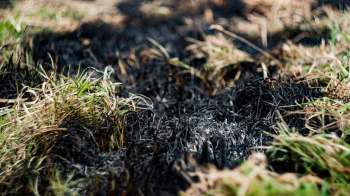 Burnt grass and patches of green grass in a scorched landscape.