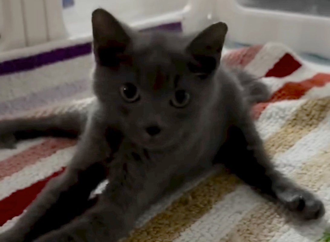A black kitten lying on a multicolored blanket.