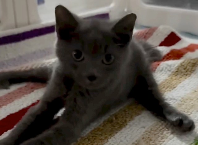 A black kitten lying on a blanket.