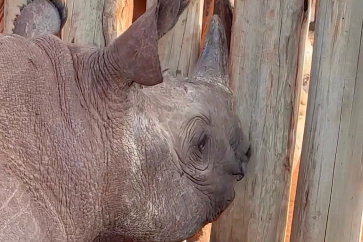 A rhinoceros is leaning against a wooden fence.