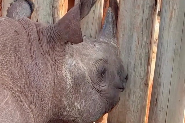 A rhinoceros is leaning against a wooden fence.