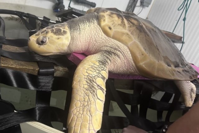 Rhossi, a Kemp's ridley sea turtle.