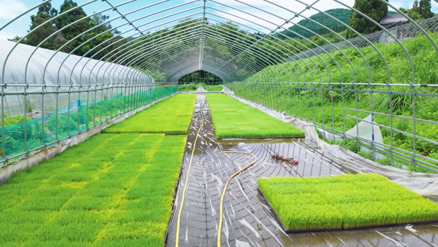 Growing rice seedlings.