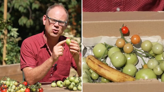 A gardener discussing green tomatoes.
