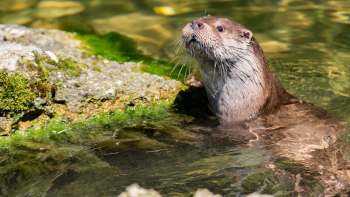 A brown river otter stands partially submerged in clear water near a rocky shore with green moss.