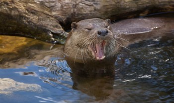 An otter yawns while partially submerged in water near a log.