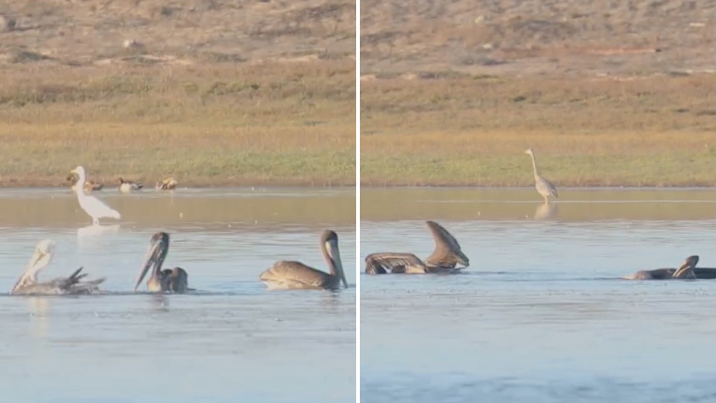 A white egret and a group of pelicans swim in a calm body of water with grassy banks.