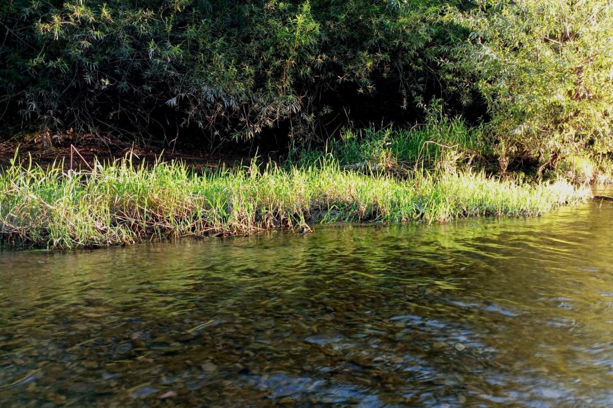 Grass on a riverbank.