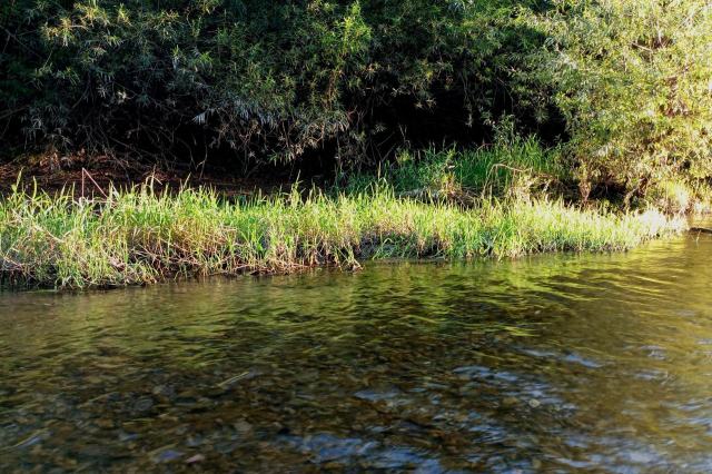 Grass on a riverbank.