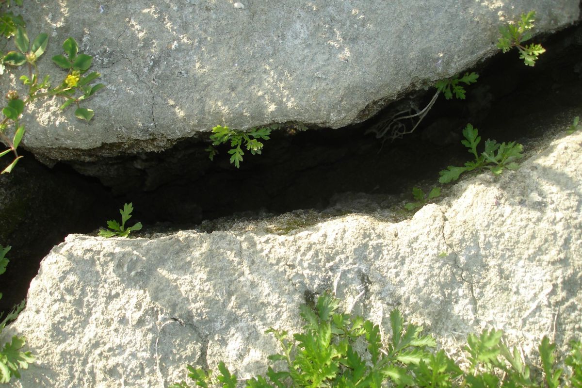 A rock crevice.