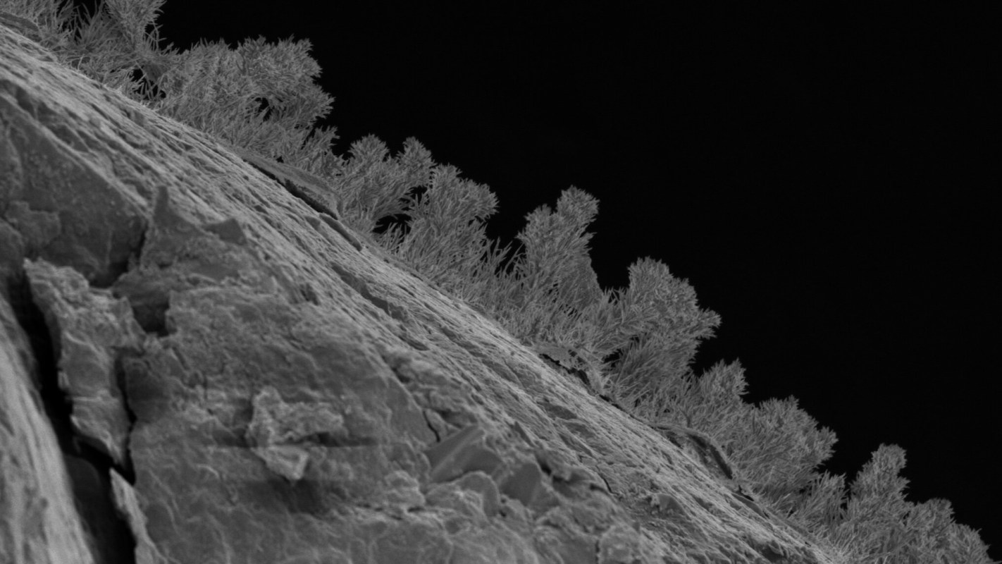 A textured rock-like surface with fungi-like vegetation silhouetted against a dark background.