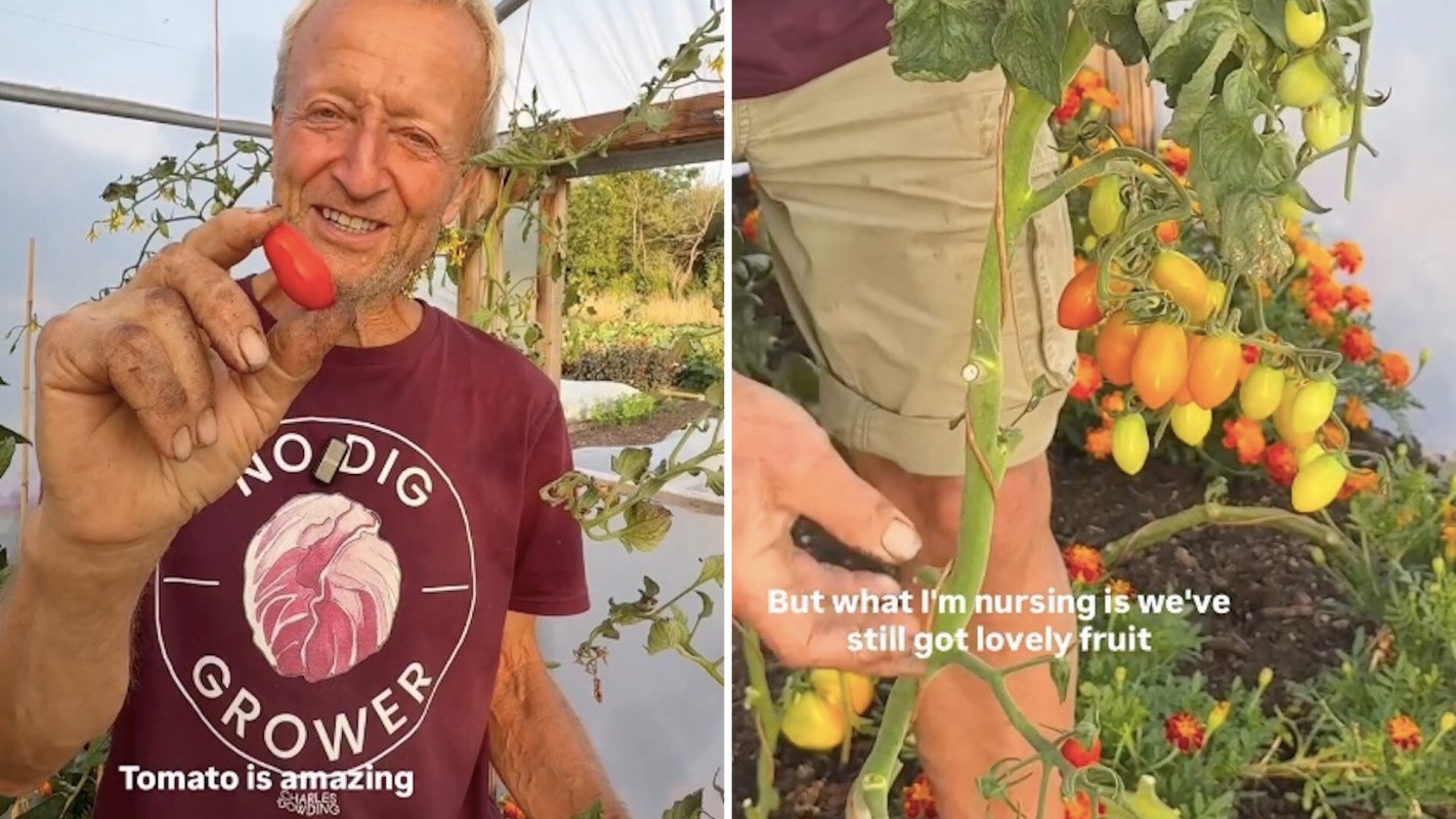 A man holds a small red tomato in a greenhouse surrounded by other ripening tomatoes on the vine.
