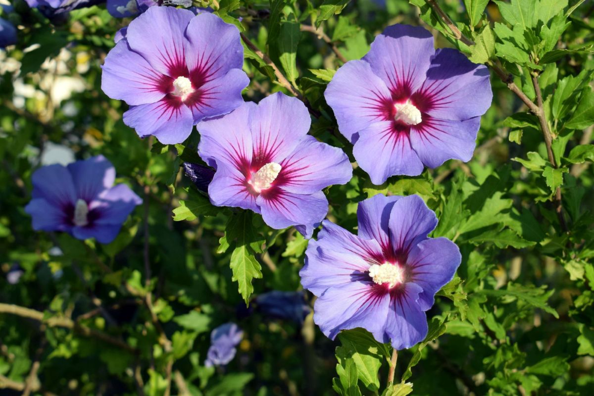A rose of Sharon bush.
