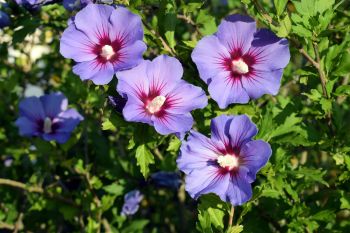 A rose of Sharon bush.