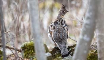 A bird with a crest stands on a mossy rock surrounded by twigs and blurred background vegetation.