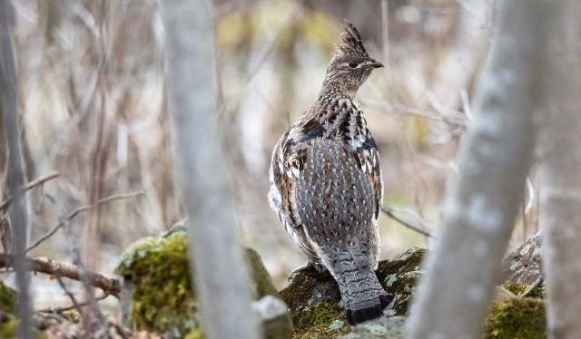 A bird with a crest stands on a mossy rock surrounded by twigs and blurred background vegetation.