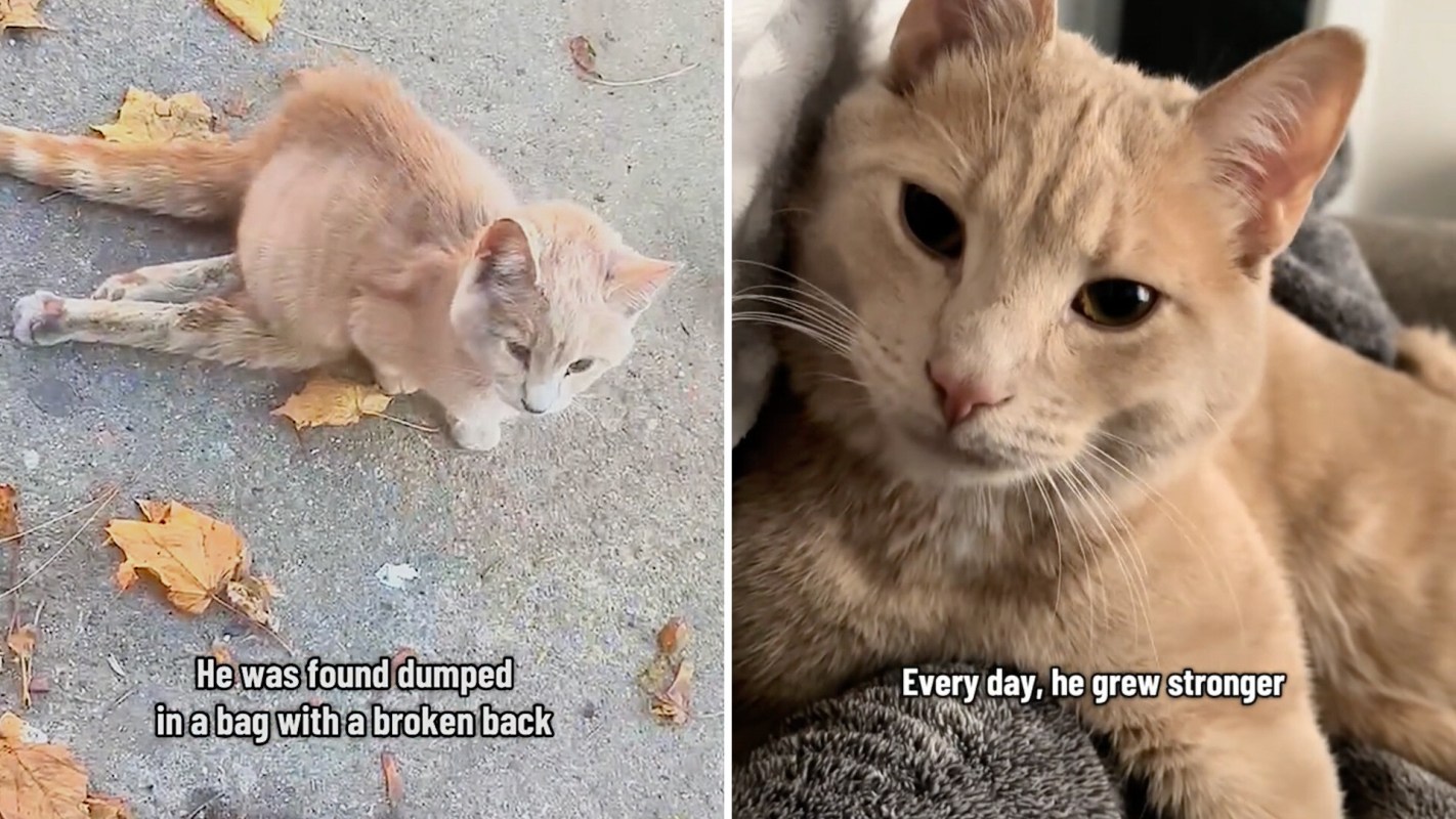 A rescued cat with a broken back.