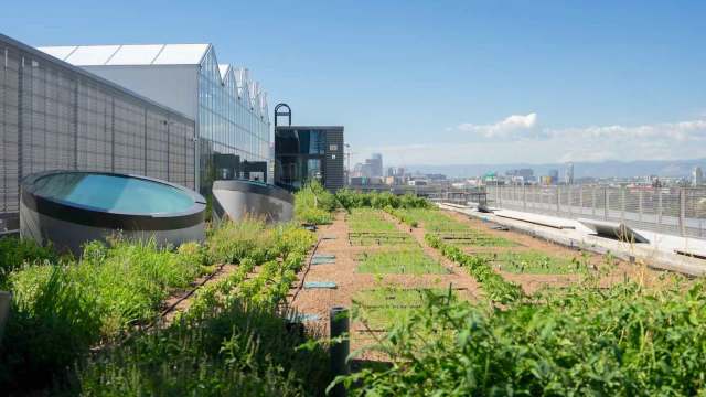 A rooftop garden.