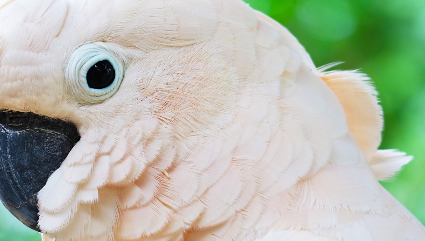 A salmon-crested cockatoo.