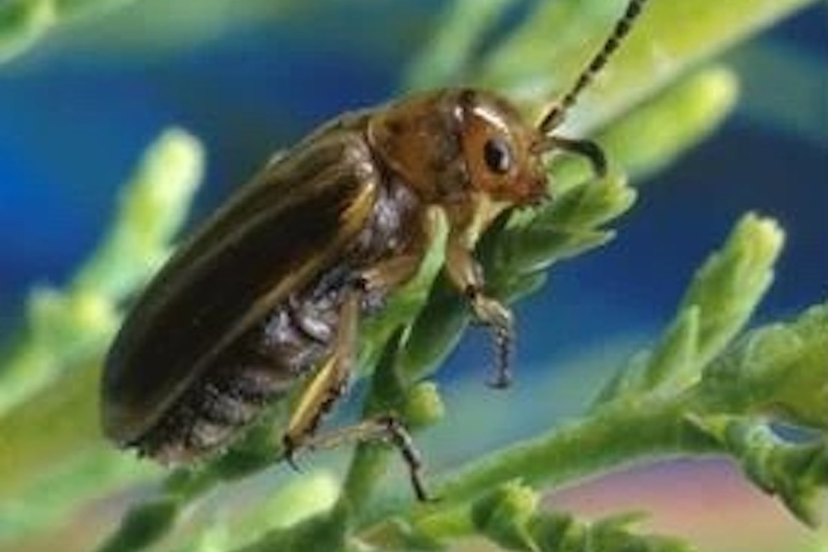 A beetle perched on a green plant with a blurred blue background.