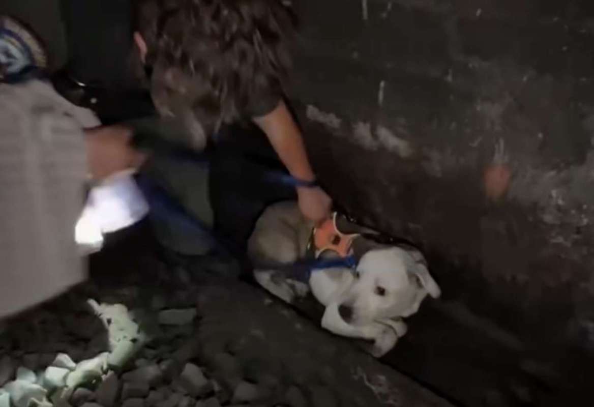 A person assists a dog in a narrow space with gravel on the ground.