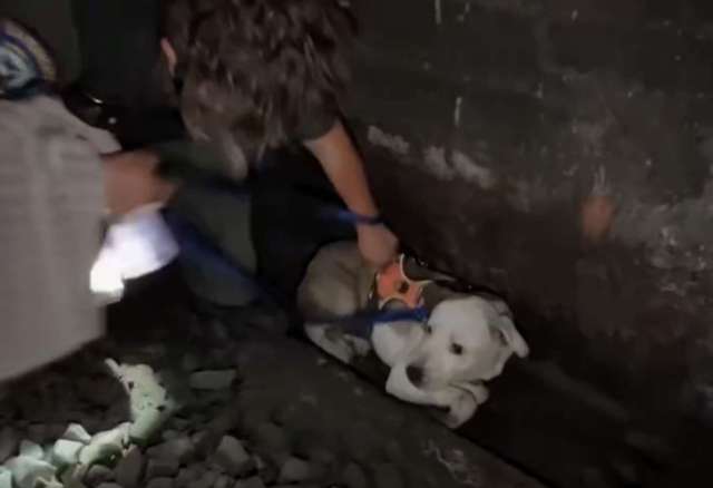 A person assists a dog in a narrow space with gravel on the ground.